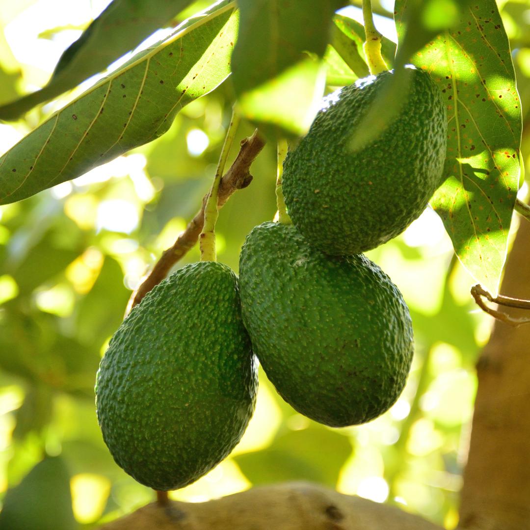 avocado tree
