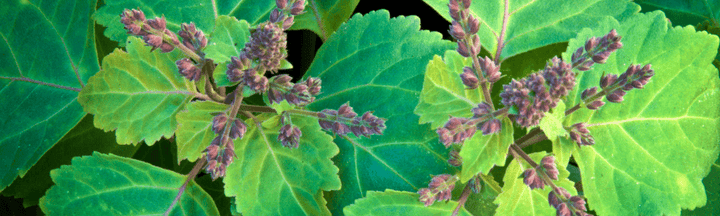 What does patchouli smell like?
