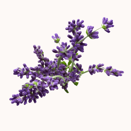 lavender and lavender oil information page link